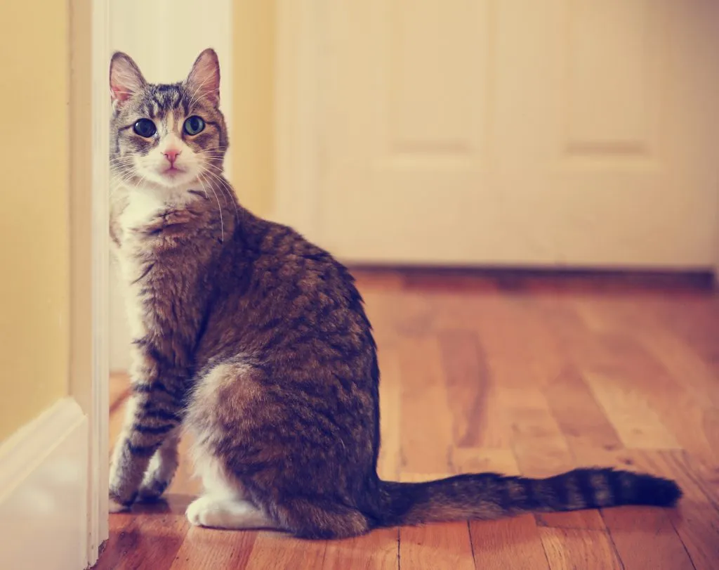 A small tabby cat with green eyes is sitting patiently by a white door, looking expectantly.