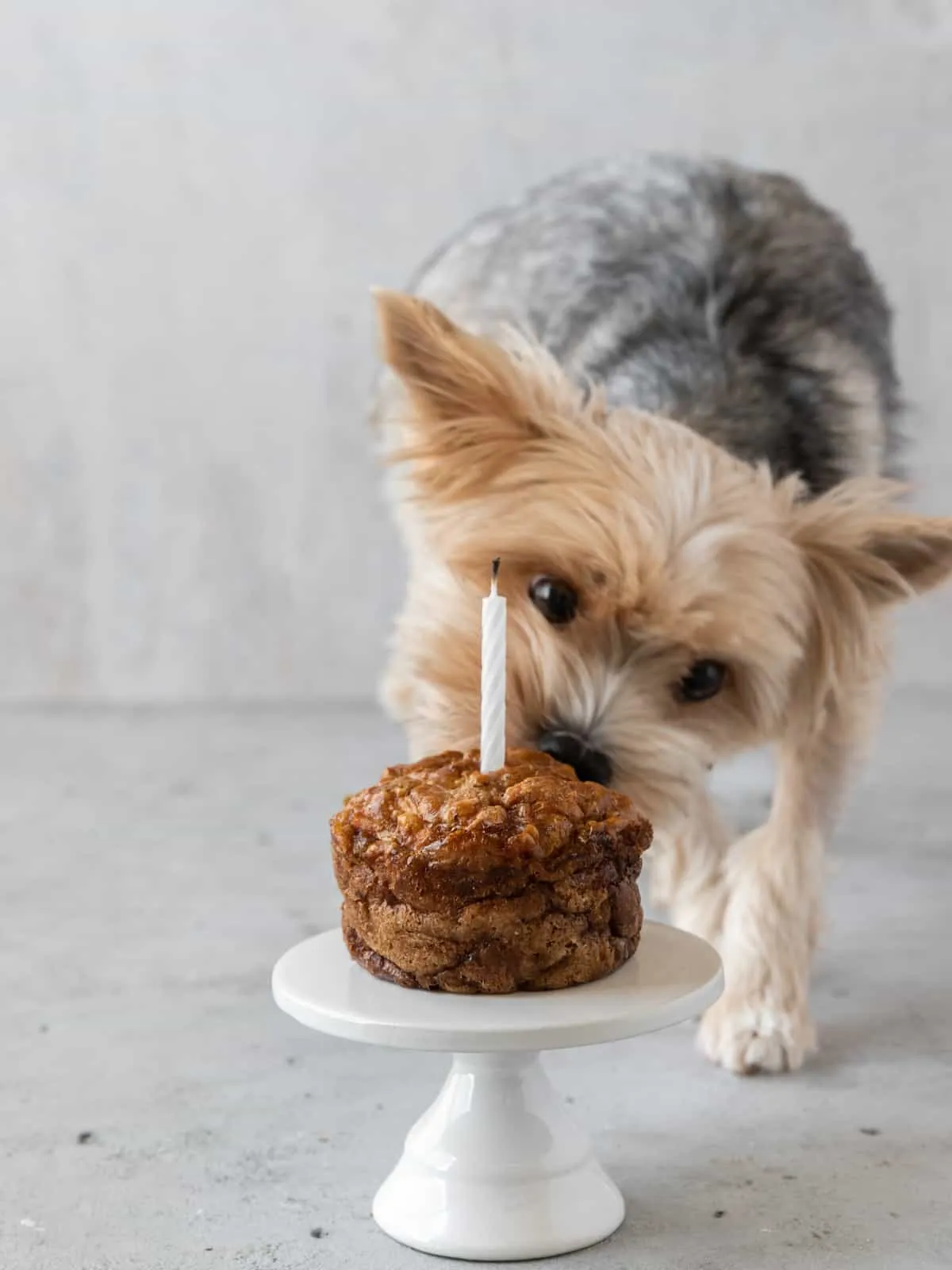A small tan and black Yorkie dog sniffing a puppy birthday cake on a white cake stand with a candle in the cake.