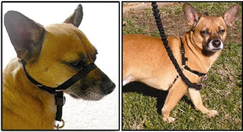A small tan dog wears a head collar on the left and a front-attachment harness on the right