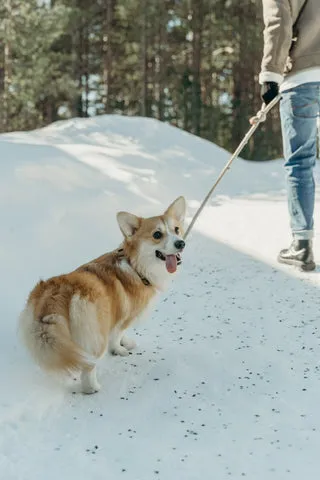 A small white and brown dog on a leash in a snowy park, demonstrating a calm outdoor walk