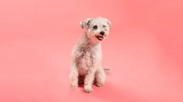 A small, white curly-haired dog with an upbeat expression, against a salmon pink background