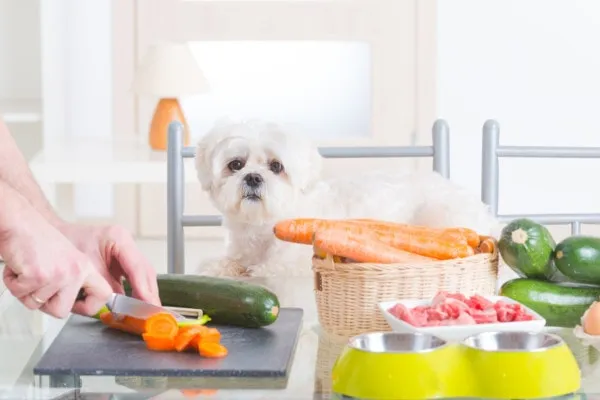 A small white dog sitting expectantly at a table while a person's hand cuts up fresh vegetables, including carrots.