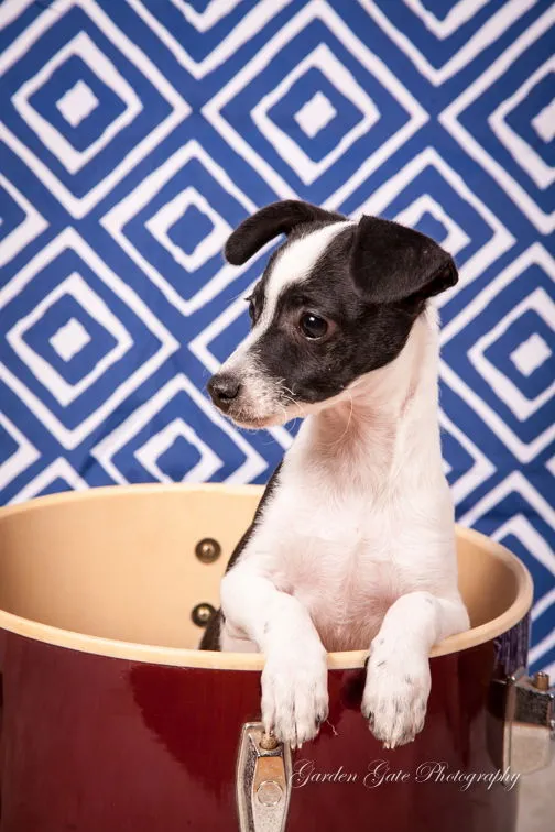 A small, white dog with black markings, possibly a Jack Russell Terrier Chihuahua mix, looking directly at the camera with bright, curious eyes.