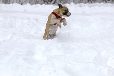 A small, white puppy playing happily in a grassy backyard, showing the ideal outdoor environment for potty training.