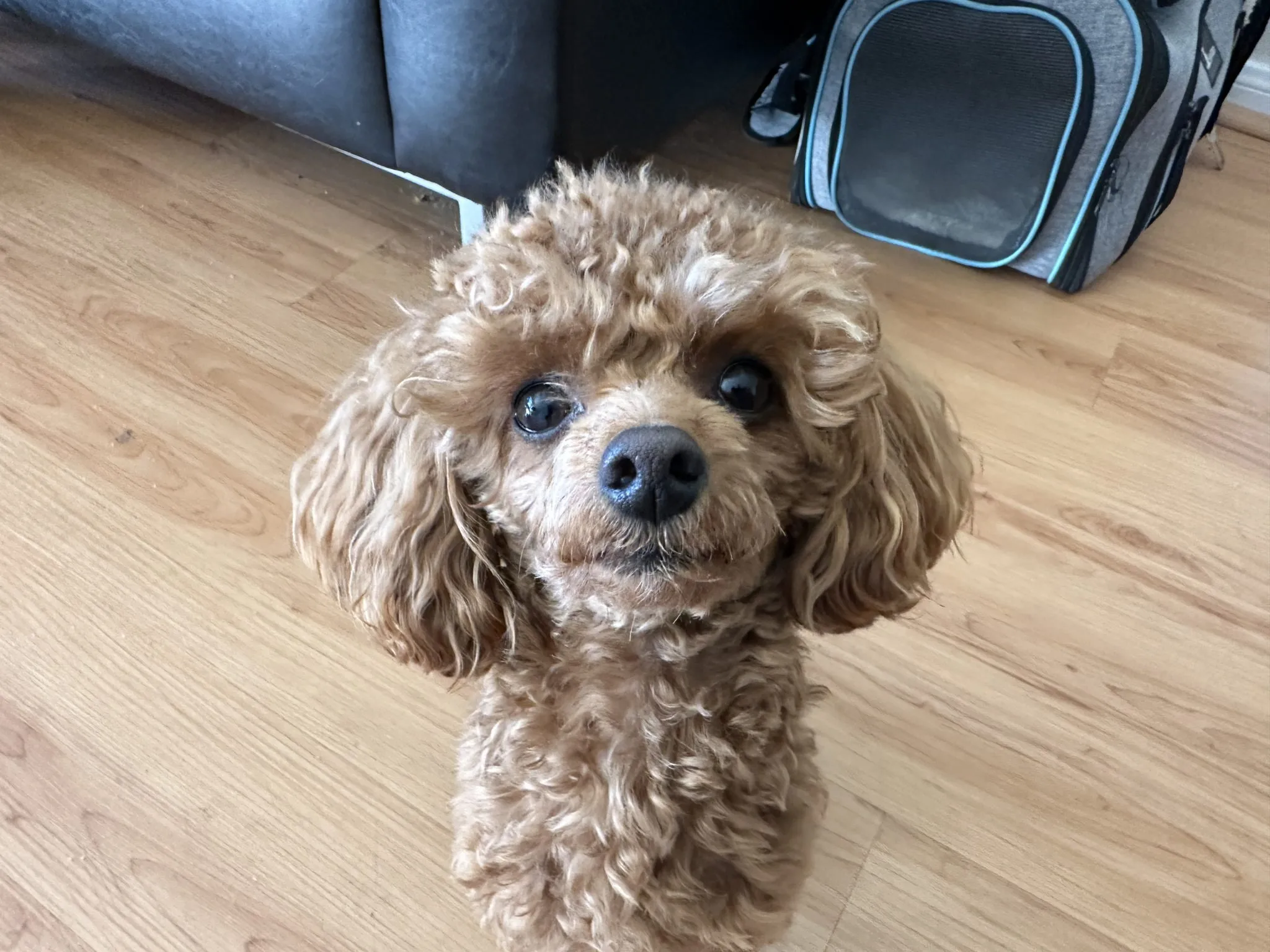 A small, white Teacup Poodle named Loumi sitting calmly, looking towards the camera.