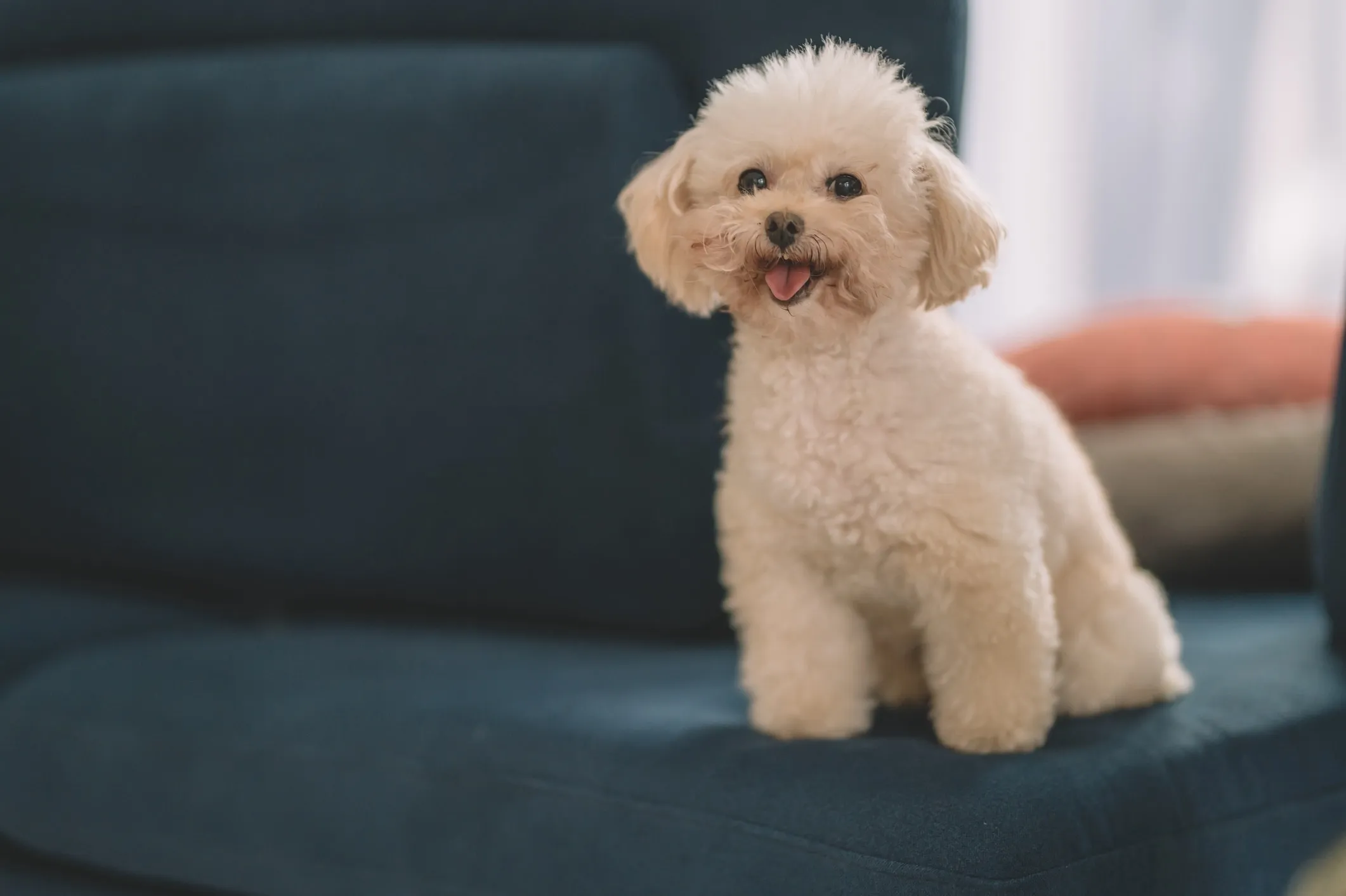 A small white Toy Poodle dog sits elegantly on a chair, patiently waiting.