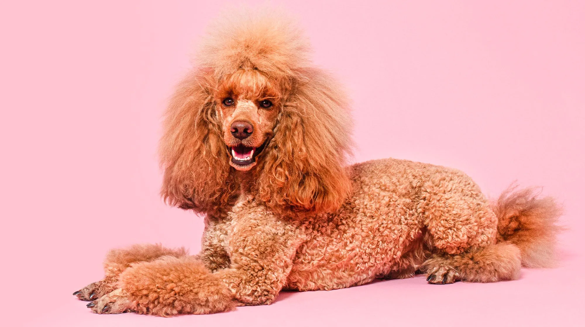 A small, white Toy Poodle sitting attentively with a calm expression