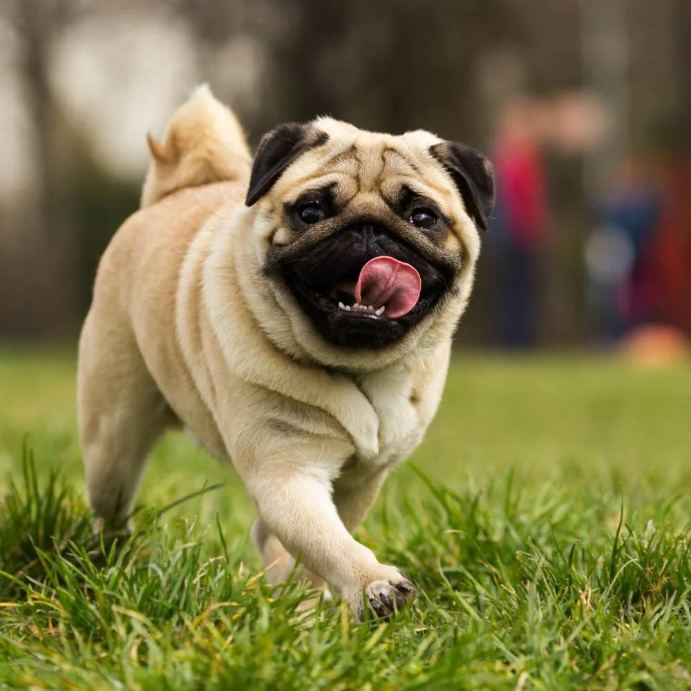 A small, wrinkly-faced Pug walking on a leash outdoors