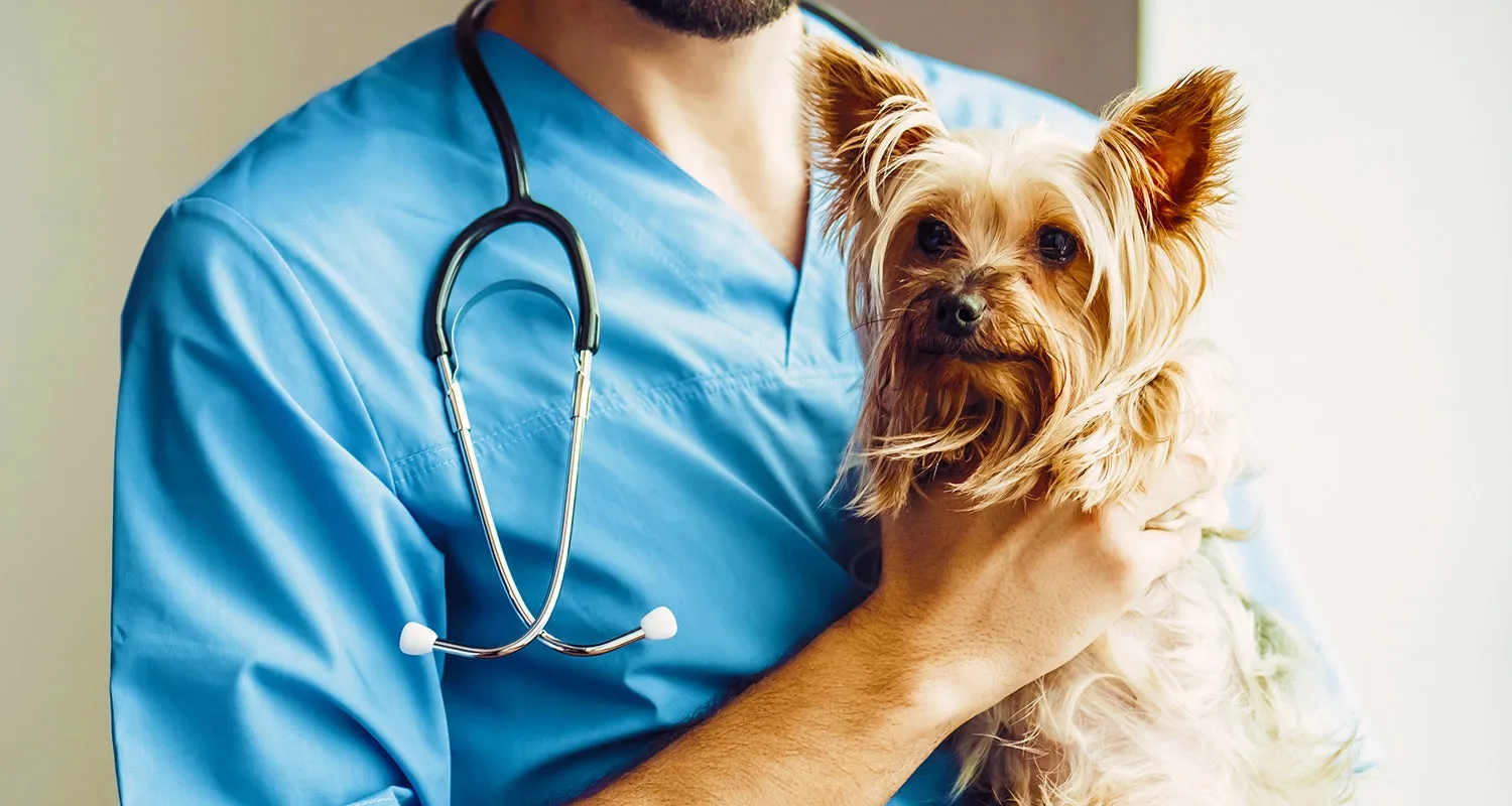 A small Yorkshire Terrier dog is gently held by a veterinarian during an examination, suggesting care and attention.