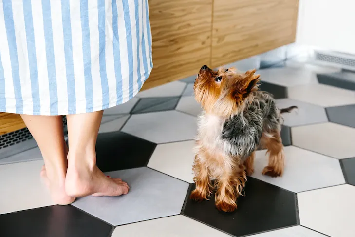 A small Yorkshire Terrier looks intently at its owner in a bright kitchen, waiting for a treat.