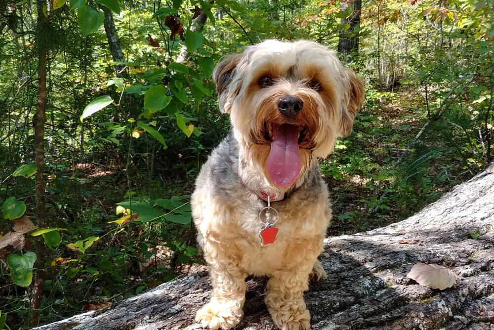 A small Yorkshire Terrier patiently waiting for its meal.