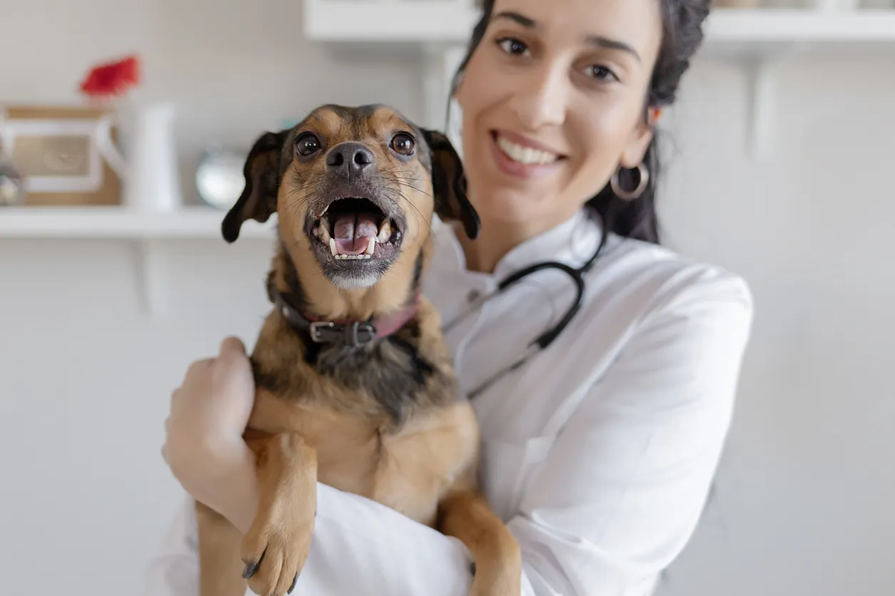 A smiling veterinarian gently holds a happy dog, representing successful treatment and ongoing care.
