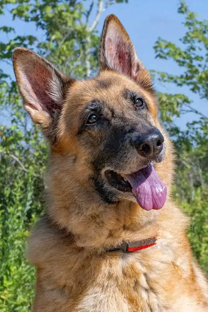 A striking German Shepherd named Charity Rose, demonstrating her readiness for a loving home.