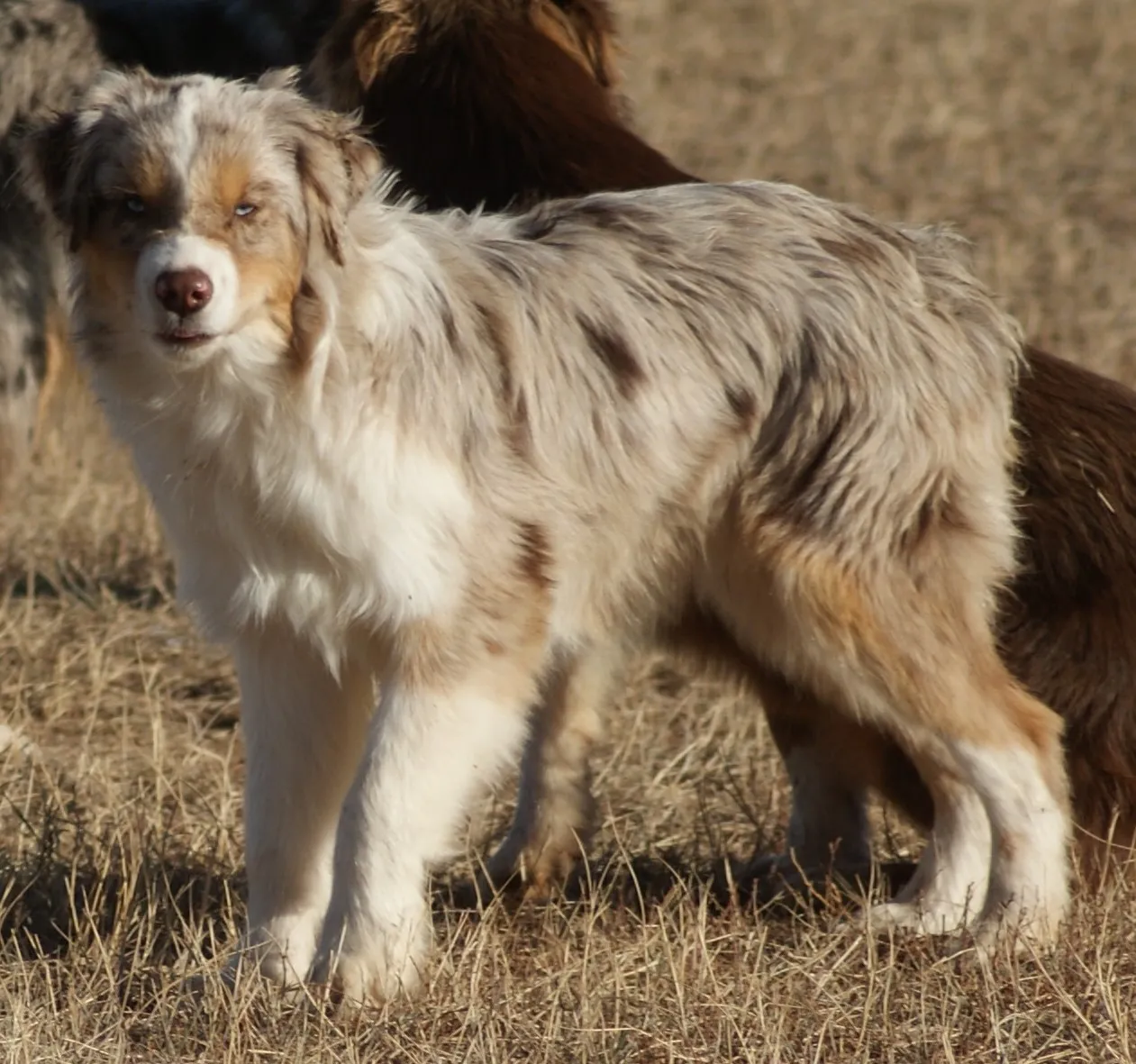 A striking red merle Miniature American Shepherd named Rex looking curious outdoors