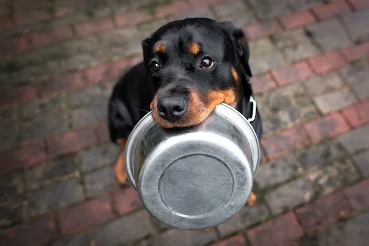 A strong Rottweiler dog sitting outdoors, gently holding a metal food bowl in its mouth.