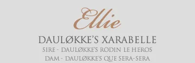 A stunning French Bulldog, Ellie, representing the ideal breed standard