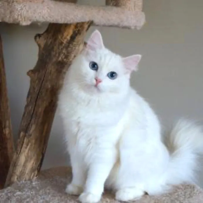 A stunning pure white Ragdoll cat with vivid blue eyes sitting gracefully