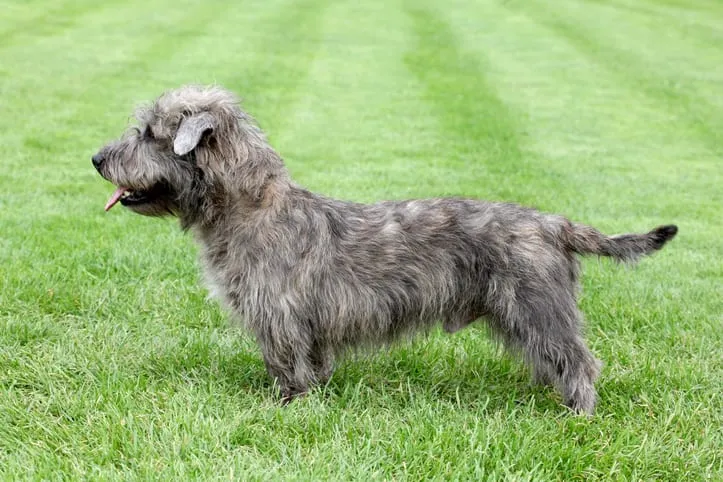 A sturdy Glen of Imaal Terrier in a natural setting