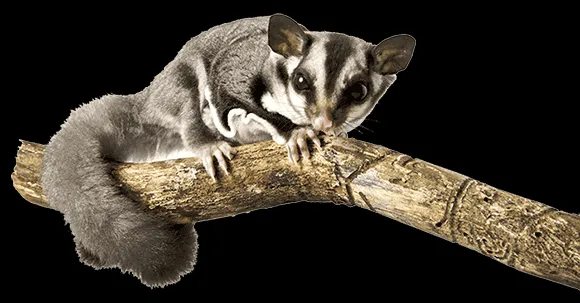 A sugar glider perched on a person's hand, showcasing its delicate features