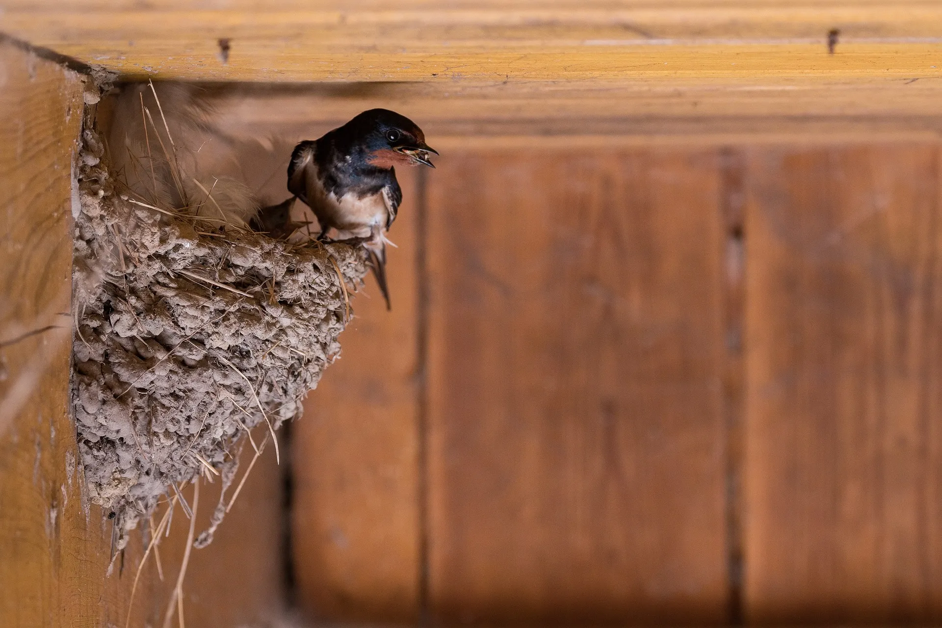 A swallow perches on a nest under a house, highlighting common nesting locations