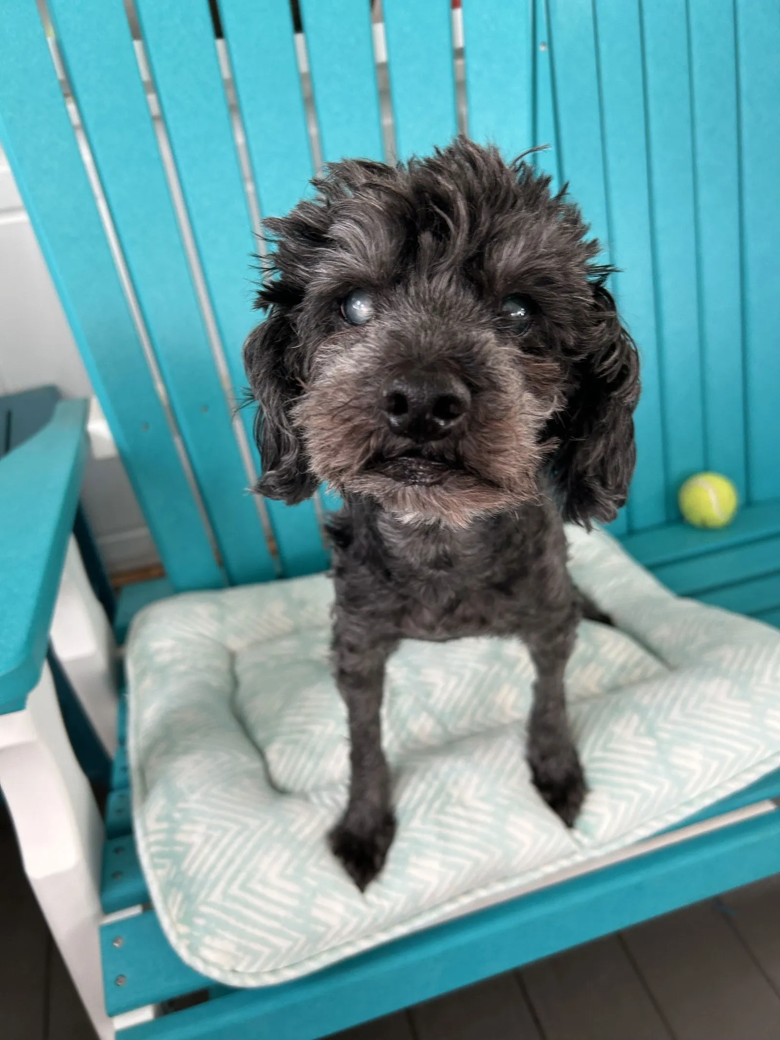 A sweet Miniature Poodle mix named Leo with a medium coat, gazing softly