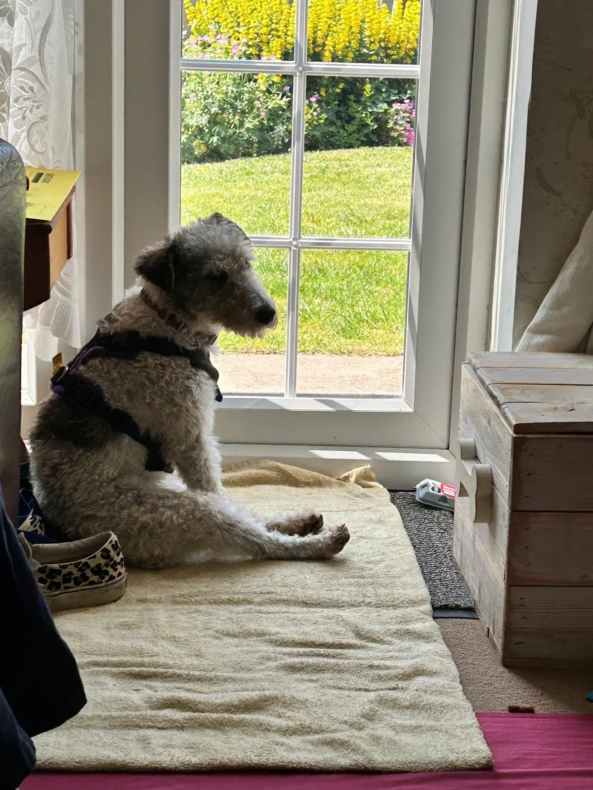 A sweet Wire Haired Fox Terrier, Molly, looking towards the side with soft eyes.