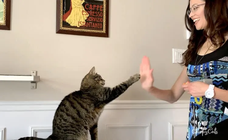 A tabby cat with one paw extended, enjoying a clicker training session and looking focused