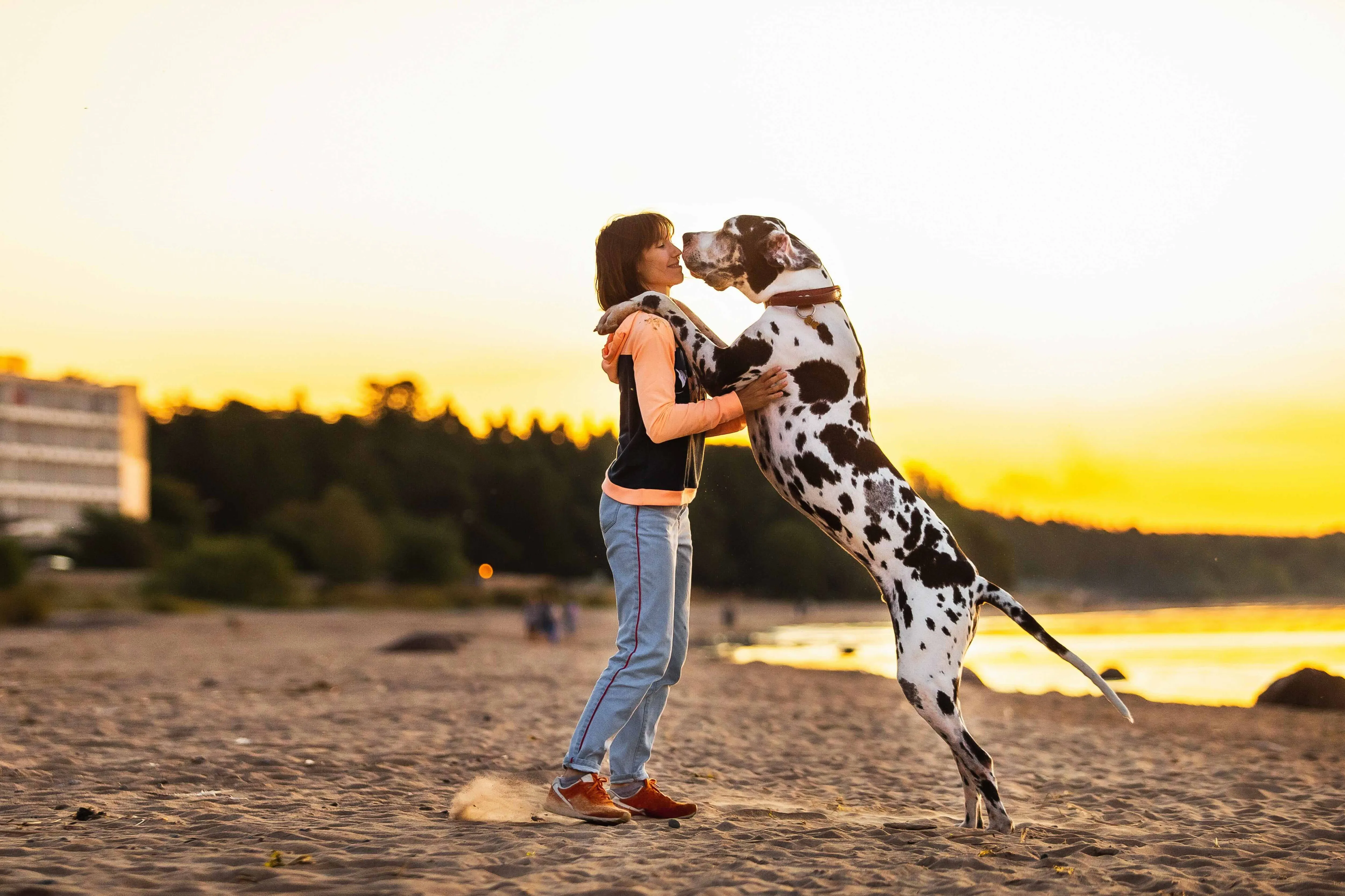 A tall black and white Great Dane standing on a beach, playfully placing its front paws on a woman.