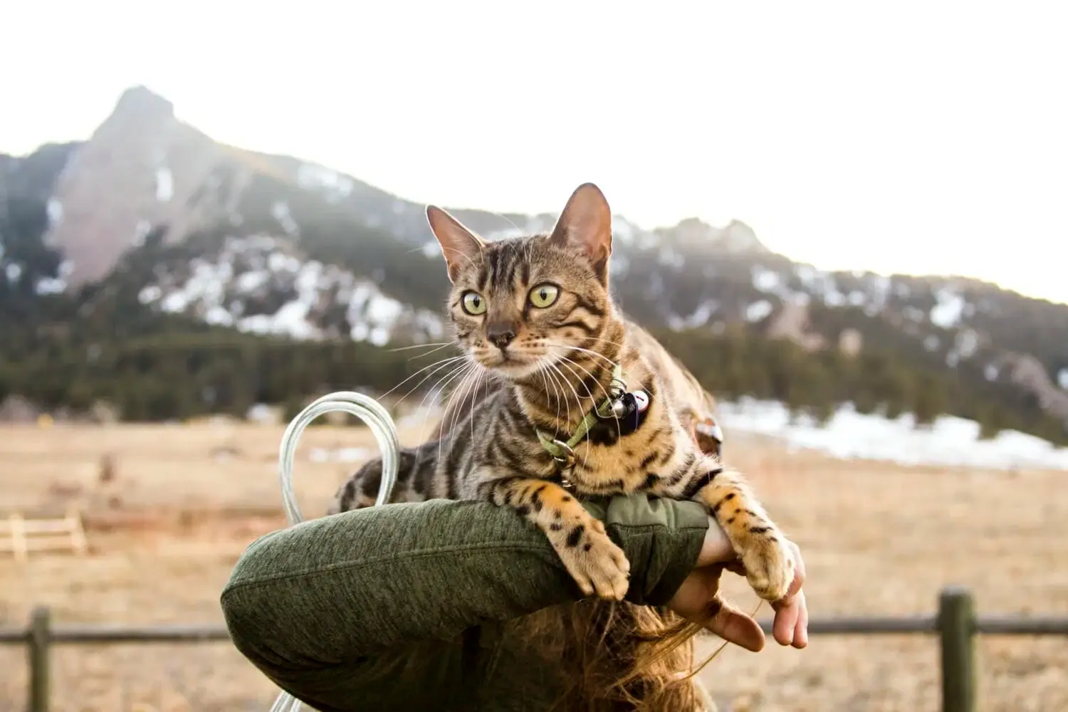 A tan-coated cat with black spots lays relaxed on its owner's shoulders, overlooking the majestic foothills of the Rocky Mountains.
