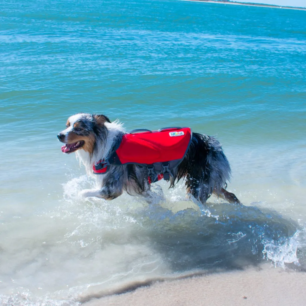 A tan dog wearing a blue Dawson dog life jacket, looking over its shoulder