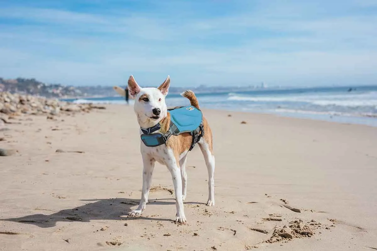 A tan dog wearing a teal dog life jacket, standing near water with a focused expression