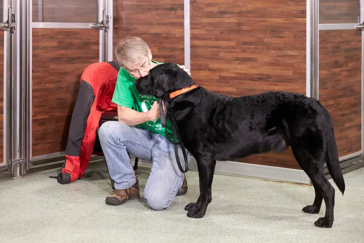 A therapy dog undergoing a temperament test with an AKC evaluator in a controlled environment
