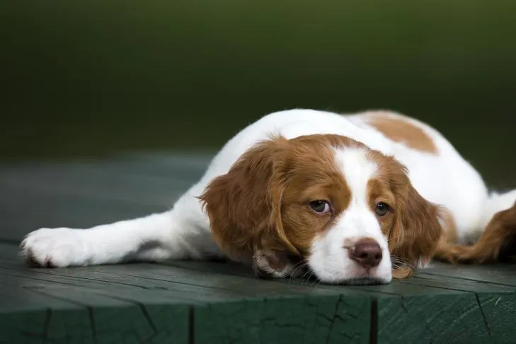 A three-month-old Brittany puppy lies on a wooden dock outdoors, looking alert.