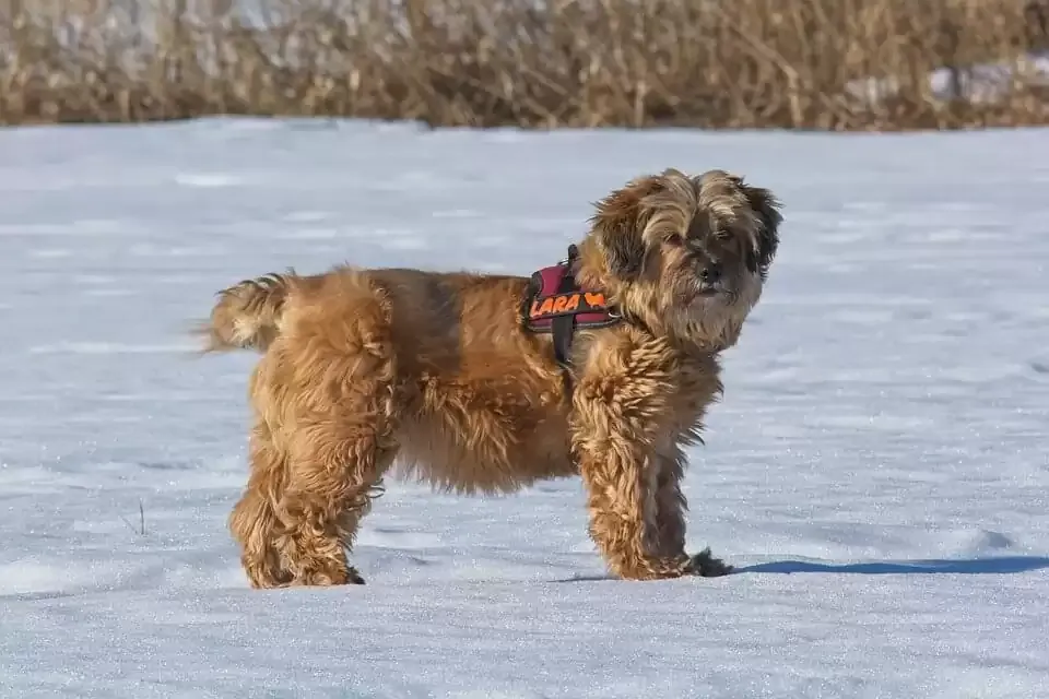 A Tibetan Terrier, a medium-sized, low-shedding dog, with a long, flowing, wavy cream-colored coat, looking gentle and friendly.