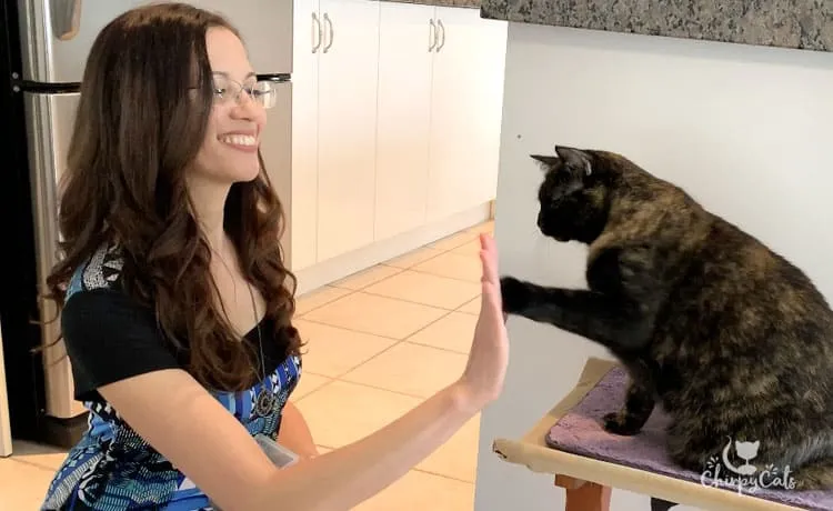 A tortie cat sitting on a low perch, looking up expectantly during a clicker training session