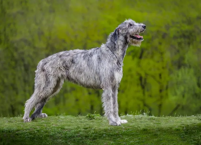 A towering Irish Wolfhound with a gentle expression