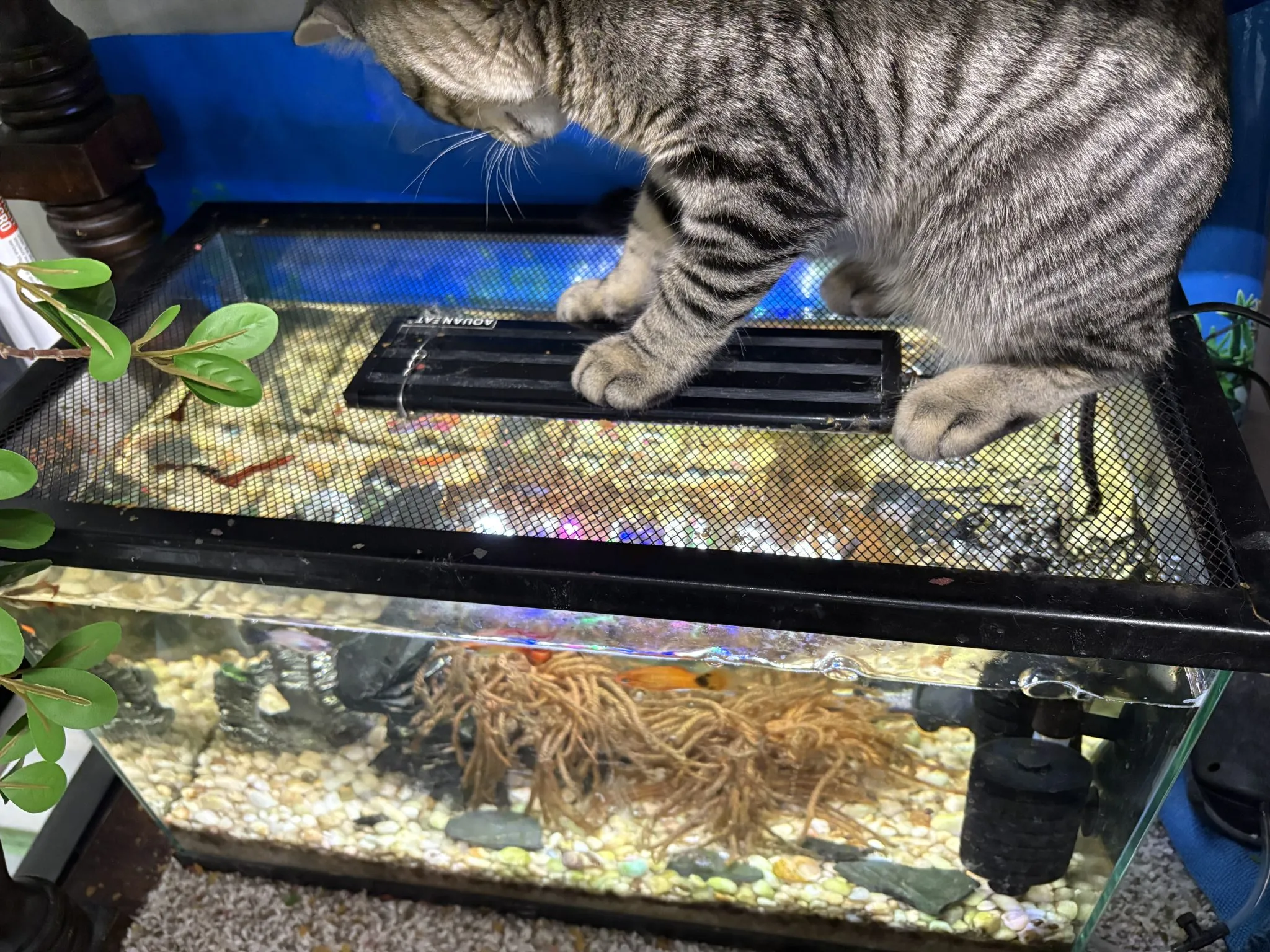 A tranquil gray cat resting comfortably inside a private boarding condo, looking relaxed.
