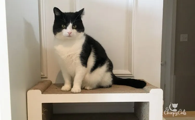 A tuxedo cat sitting calmly on a cardboard scratcher, which serves as his clicker training station