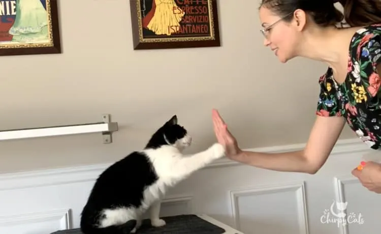 A tuxedo cat with one paw raised, attempting a "high five" during a training session