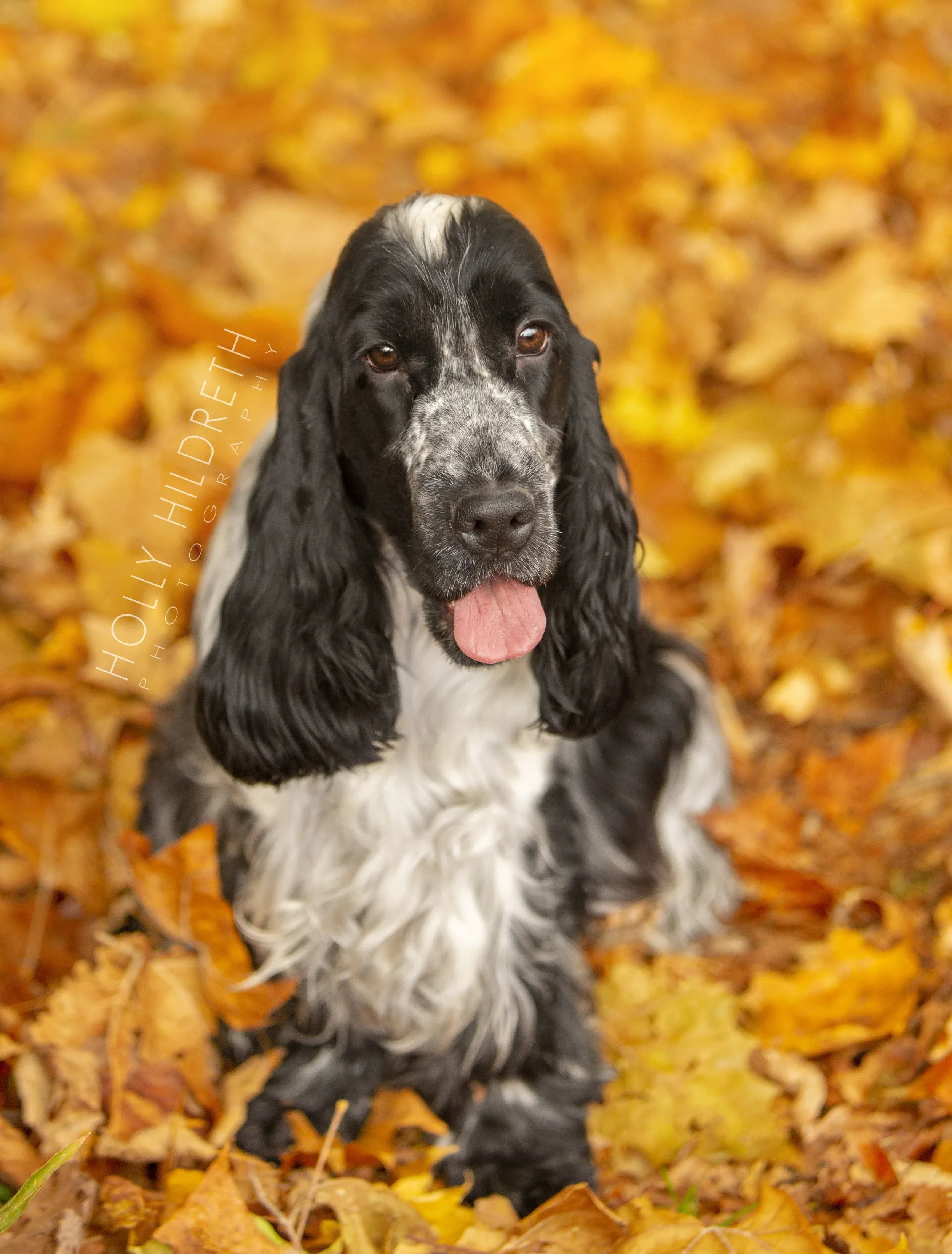 A two English Springer Spaniels happily playing together in a beautiful outdoor setting during a pet photography session