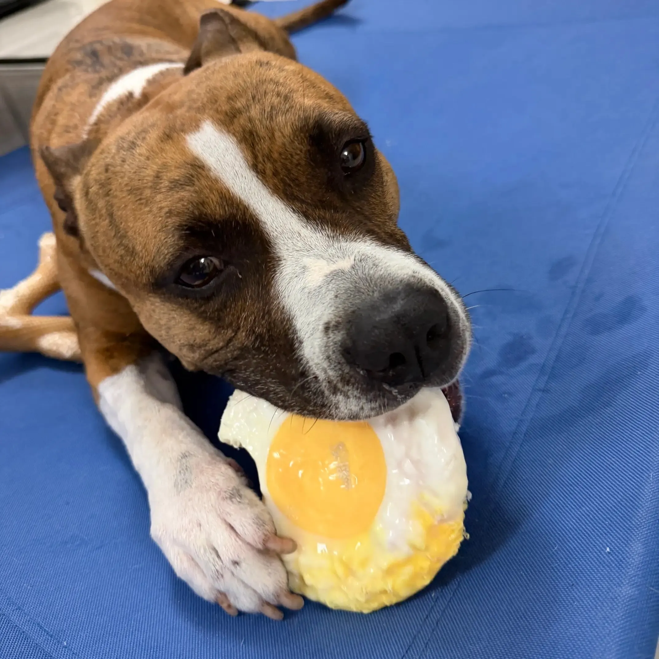 A unique egg-shaped yellow dog chew toy