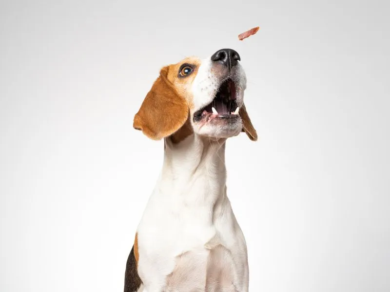 A variety of commercial low-calorie dog treats from different brands, suitable for training