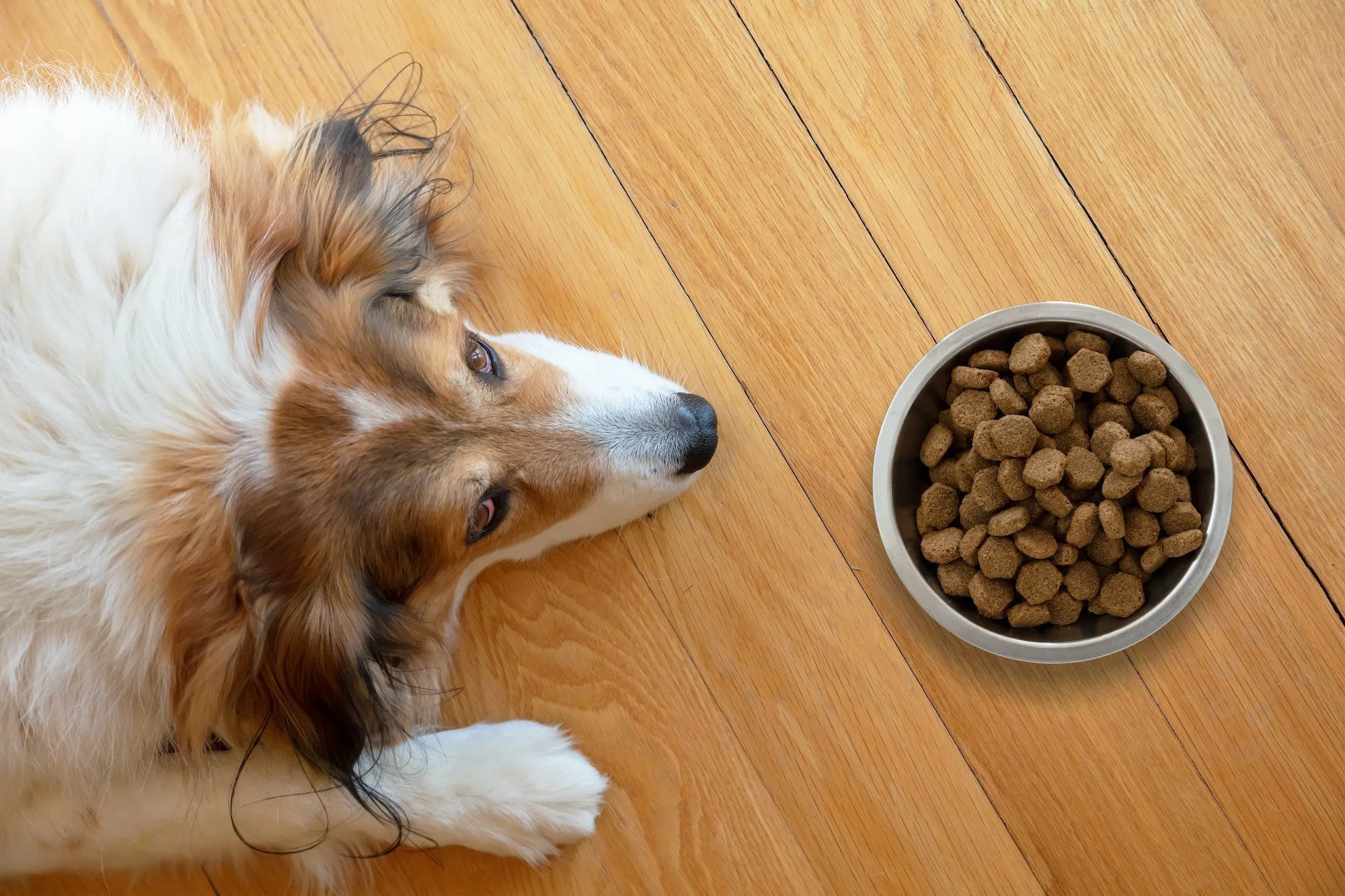 A variety of dog food types displayed in bowls, including kibble, canned food, and ingredients for home-cooked meals, highlighting different dietary options.