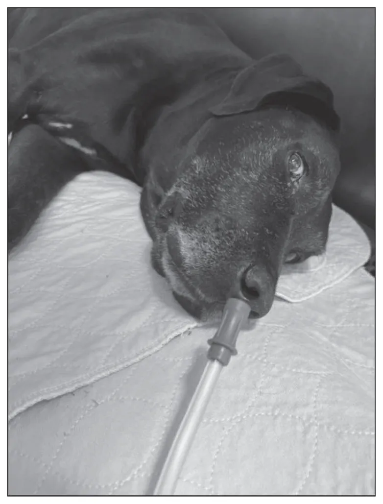 A veterinarian administers flow-by oxygen therapy to a dog in respiratory distress, providing vital support with minimal restraint.