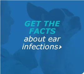 A veterinarian carefully cleaning a dog's ear with a cotton ball.