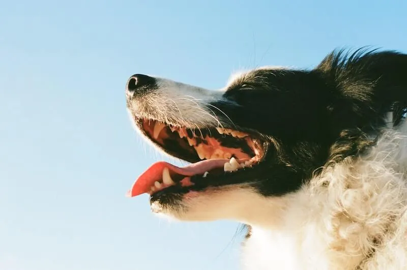 A veterinarian carefully examining a dog's teeth during a dental check-up