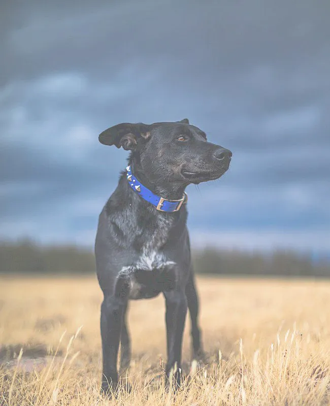 A veterinarian comforting a dog during a check-up, demonstrating compassionate care