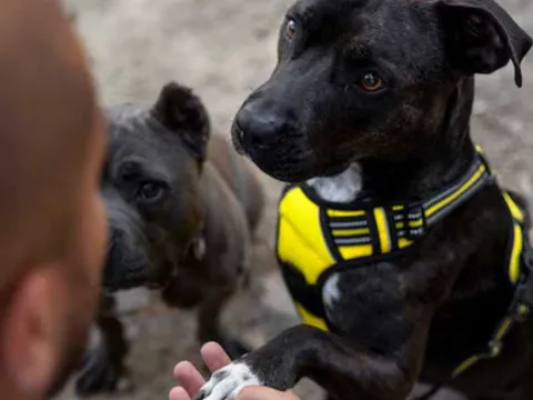 A veterinarian consulting with a dog owner about precautions and considerations for canine probiotic use