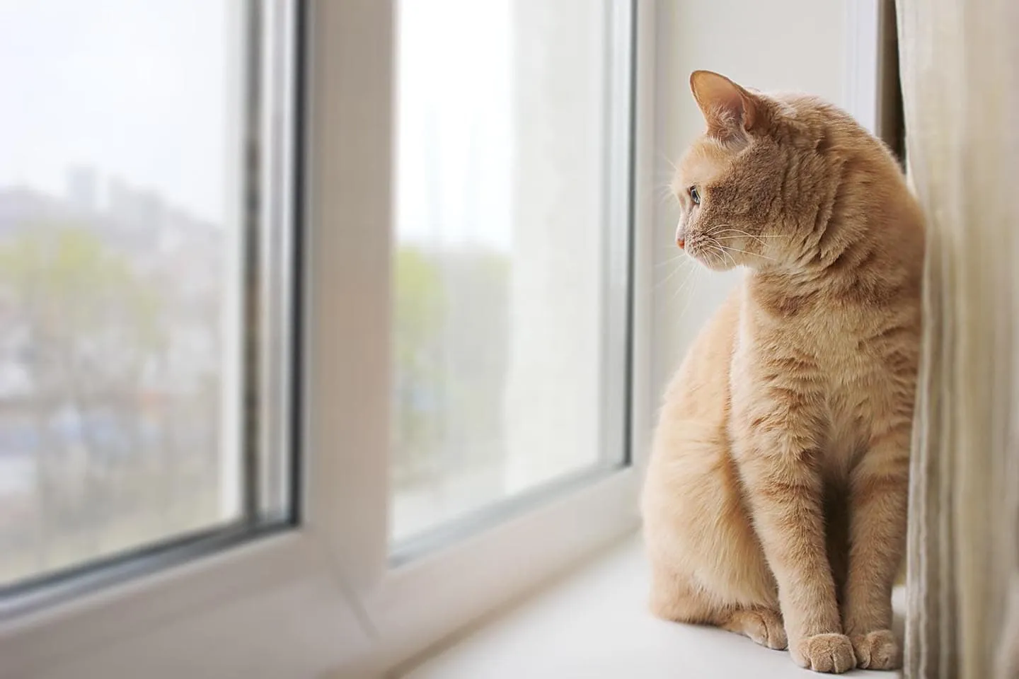 A veterinarian examines a dog with its owner present, highlighting compassionate care in a clinic setting.