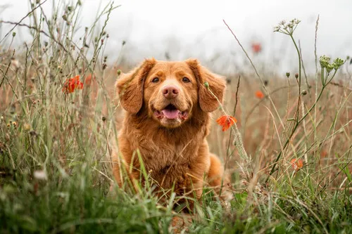 A veterinarian examining a cat on an examination table, demonstrating comprehensive pet services.